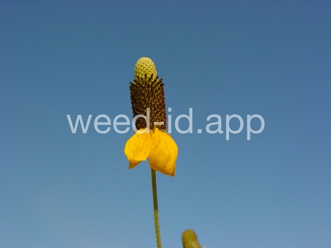 coneflower, upright prairie